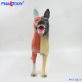 PNT-0824 Nouveau modèle animal modèle entier Modèle anatomique chien